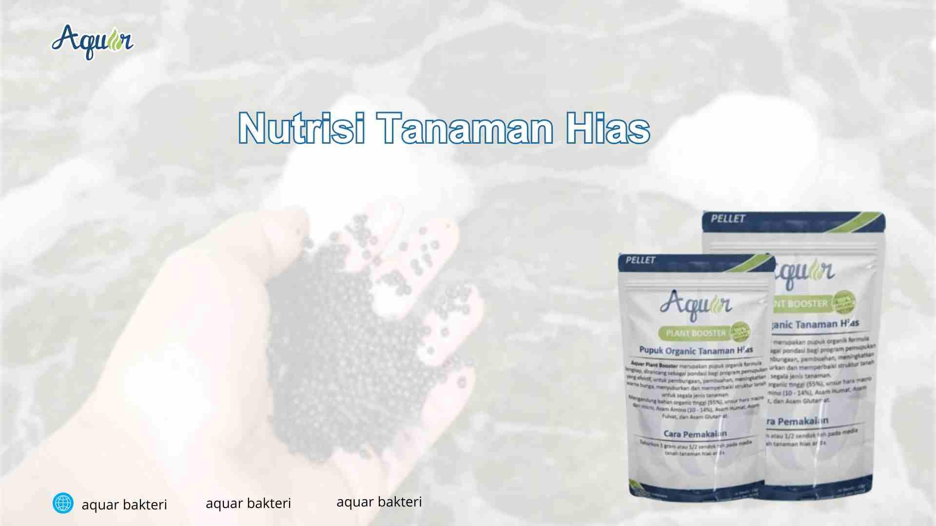 Nutrisi Tanaman Hias
