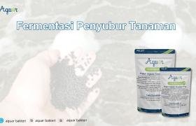 Fermentasi Penyubur Tanaman