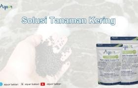 Solusi Tanaman Kering