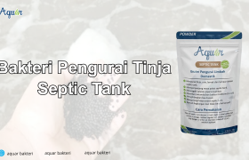 Bakteri Pengurai Tinja Septic Tank