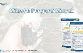 Mikroba Pengurai Minyak