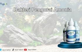 Obat WC Mampet Terbaik