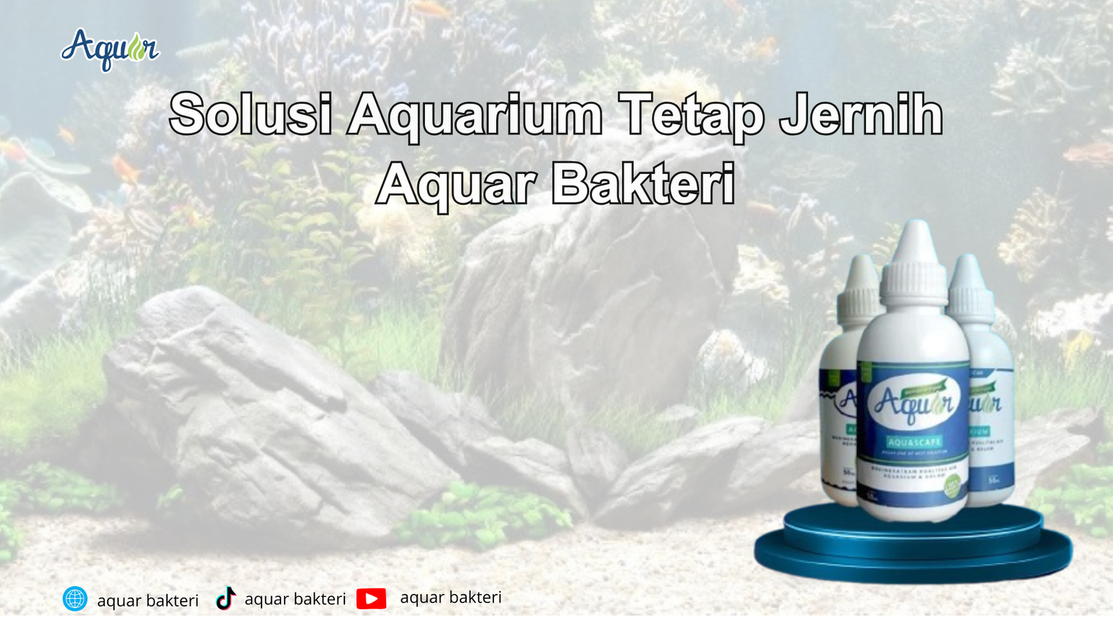 Solusi Aquarium Tetap Jernih
