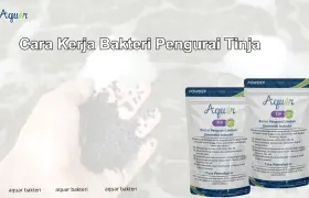 Cara Kerja Bakteri Pengurai Tinja