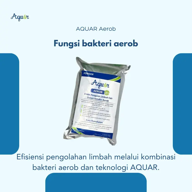 bakteri aerob