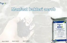 Manfaat bakteri aerob